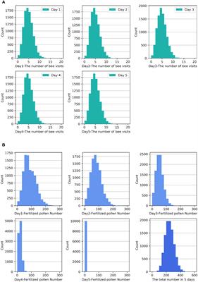 Why does strawberry fruit weight distribution show positive skewness? A simulation model reveals the underlying processes of fruit production